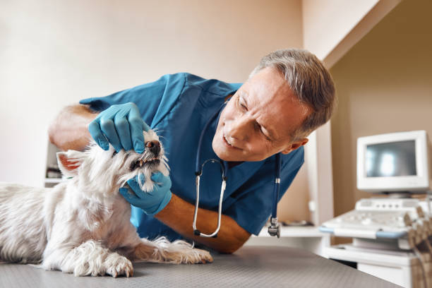 Best Emergency Dental Filling Replacement  in Brent, FL